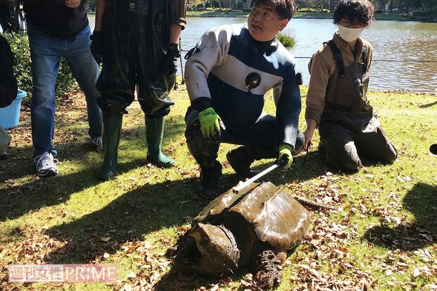 ついに捕獲されたワニガメ。思わず報道陣から「デカい」の声も＝18日、茨城県つくば市の洞峰公園で