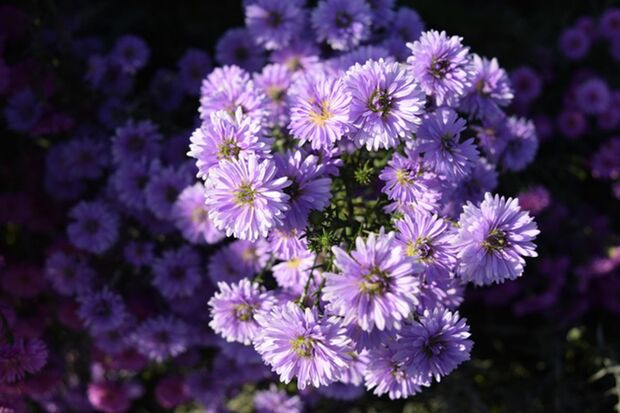 ※画像はイメージです