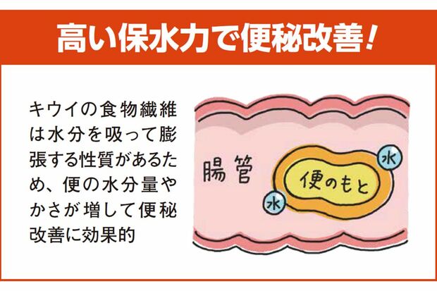 キウイの食物繊維は水分を吸って膨張する性質があるため、便の水分量やかさが増して便秘改善に効果的