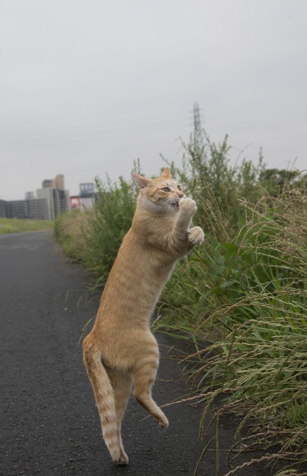 『ニャン生訓』より（写真：沖昌之）