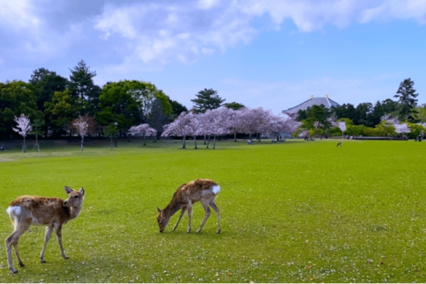 奈良公園、春日野園地