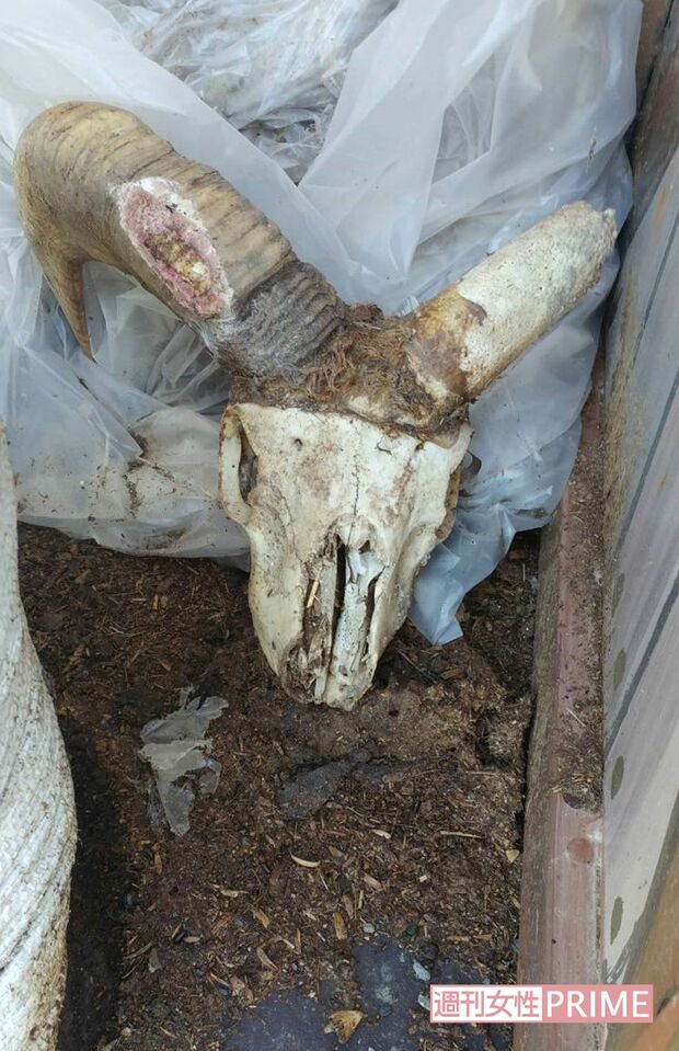 2年前、飼育場前に放置されていた白骨化した羊の頭部。死臭も漂っていた
