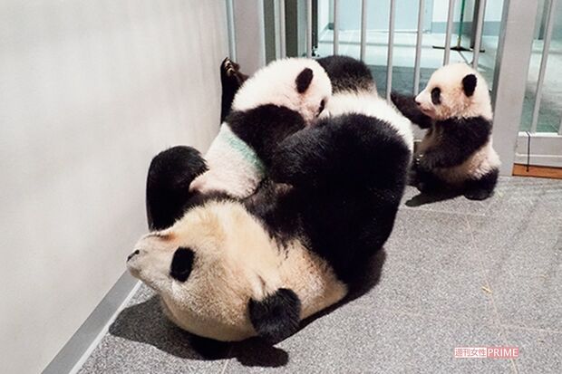 10月8日に命名されたオスの「シャオシャオ」（左）とメスの「レイレイ」（右）。シンシンの出産以来、初めて母子3頭の対面も（同10月25日撮影）写真／（公財）東京動物園協会提供