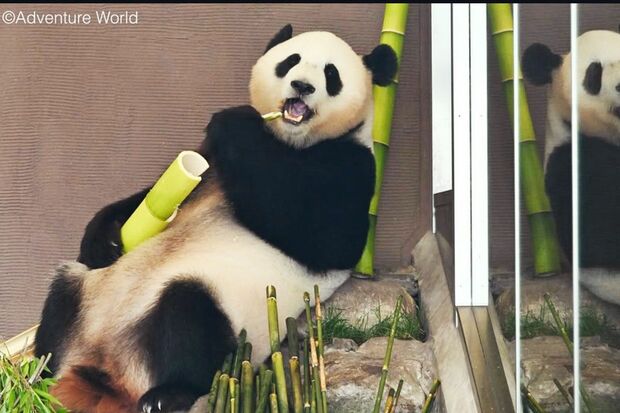 アドベンチャーワールドの結浜、現在は中国の「成都ジャイアントパンダ繁殖研究基地」で会うことができる（アドベンチャーワールド公式Instagramより）