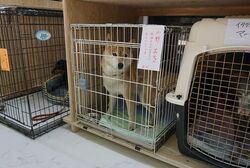 この日は7頭の犬たちが預けられていた。時間は、朝8時から夜8時まで。ペットフードなどの支援物資も届く