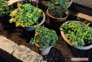 2018年11月に猫が埋められていたという花壇。猫の死体は花壇中央に埋められていた。現在は鉢植えが置かれている