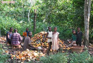 カカオ農家で働く子どもたちは、農薬の塗布や刃物の使用など身体に危険をもたらす可能性が高い仕事もさせられている