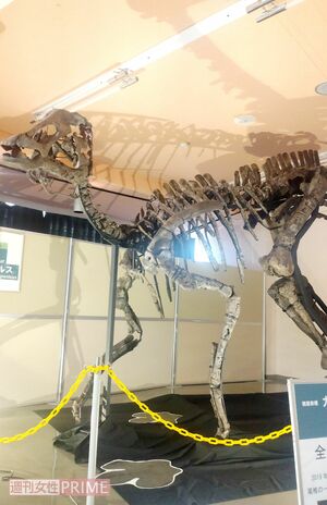 町内で展示されているカムイサウルスの化石 撮影/香山リカ