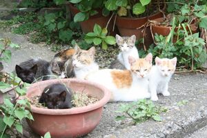 ※写真はイメージです