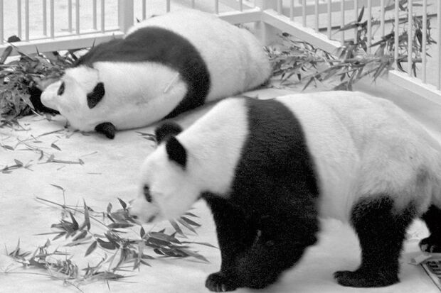 オスのシャンシャン（奥）とメスのパオリン