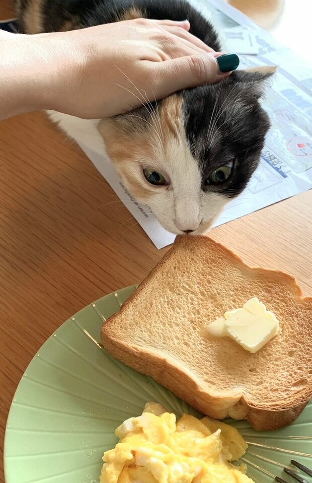 ごまちゃん・4歳（@gumiandgoma）。小さい頃からパン好き。経験を積み、最近ではパンかすをなめ盗るスキルが身についたそう（※画像は飼い主提供）