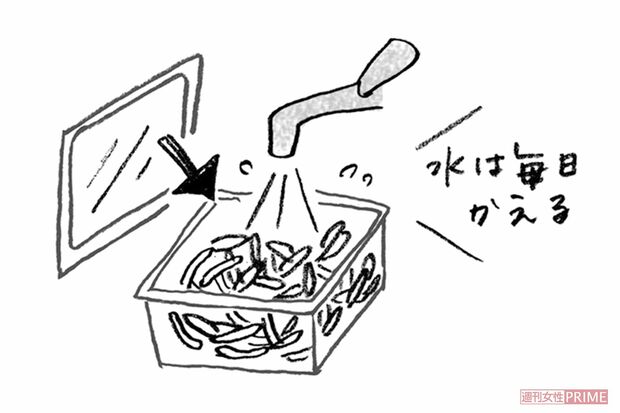 【もやし】密閉容器に水を張り、漬けておくとシャキシャキ　イラスト/やのひろこ