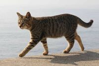 《東京・足立区》“猫質”をとり交際女性を18時間連れ回し、デート代を回収しようとした「金髪ケチ男」の蛮…