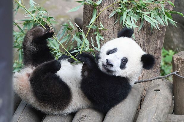 '18年6月、誕生日を間近に控え、ゴロンとシャンシャン。周囲のものに興味を持ち、いつも元気に遊びまわっていた　写真／（公財）東京動物園協会