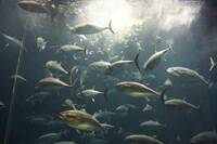 葛西臨海水族館、クロマグロの大量死乗り越え圧巻の群泳が復活!