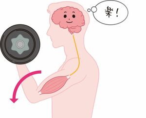 【逆トレ】(エキセントリックトレーニング)