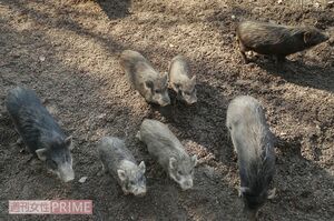 クラウドファンディングを使って改装中のイノシシ牧場は2月中旬～下旬に完成！