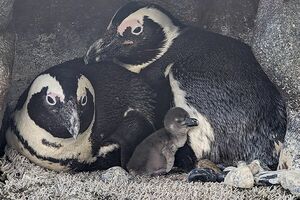 ケープペンギン〈5.19生まれ〉