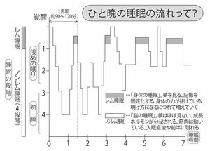 眠りにつくと、まず長くて深いノンレム睡眠が現れ、続いて約60～120分ほどで浅いレム睡眠が生じる。その後はレム睡眠とノンレム睡眠が1組となり、約90～120分の周期で4～6回繰り返され、目覚めに至る