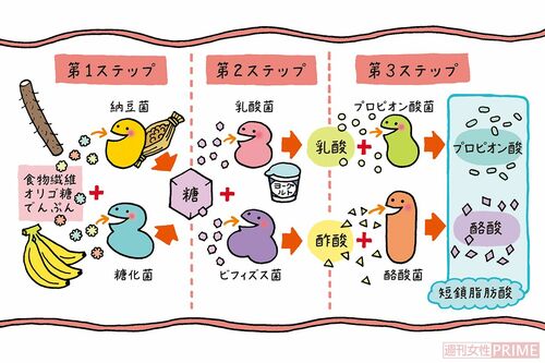 腸の健康のカギを握る「短鎖脂肪酸」は、納豆菌や乳酸菌、ビフィズス菌といった発酵食品の酵素と腸内細菌の酵素が一緒に作っている ※ほかの細菌も関与しています イラスト/よしだしずか