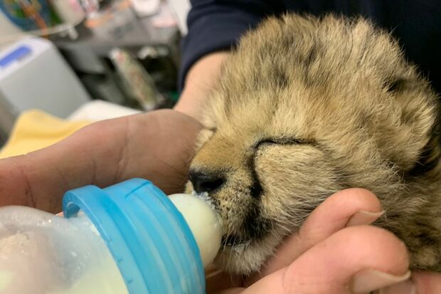 チータの赤ちゃん　写真提供／姫路セントラルパーク