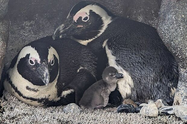 ケープペンギン〈5.19生まれ〉
