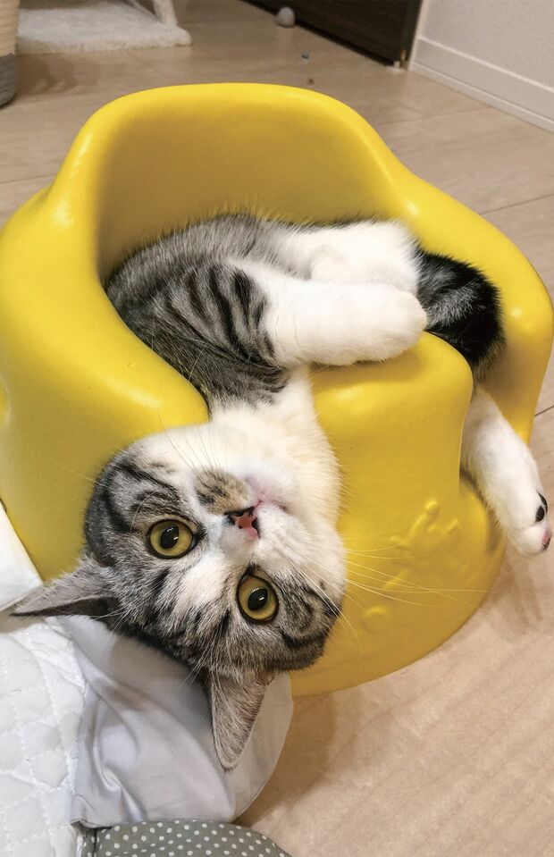 ふにさん（3歳）赤ちゃんの椅子にハマるのが好き