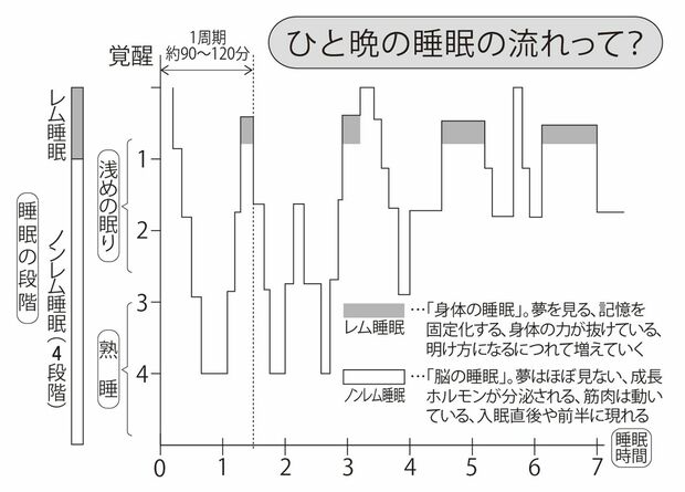 眠りにつくと、まず長くて深いノンレム睡眠が現れ、続いて約60～120分ほどで浅いレム睡眠が生じる。その後はレム睡眠とノンレム睡眠が1組となり、約90～120分の周期で4～6回繰り返され、目覚めに至る