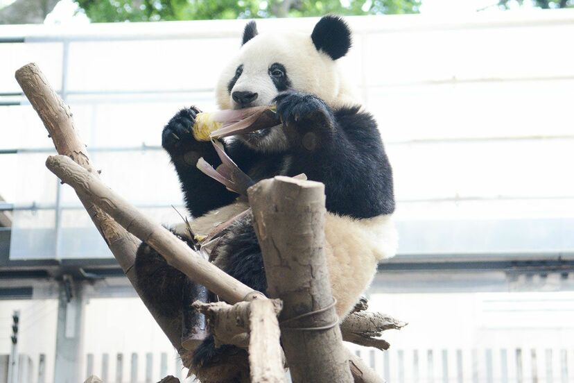 画像 写真 誕生日おめでとうシャンシャン そしてありがとうタンタン 愛されパンダにみんな夢中 ニュース概要 週刊女性prime