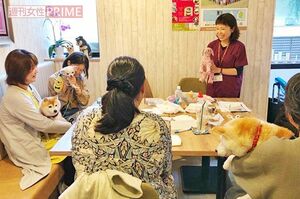 介護予防にも力を入れる。東京・世田谷の「ぐらわんカフェ」や両国の「AHBASE」で行うシニア犬の整体は好評