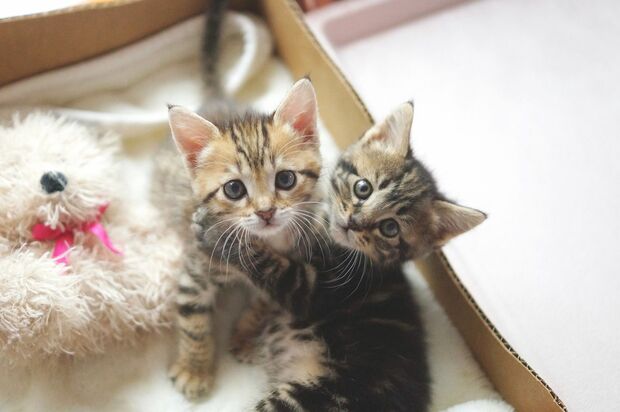 こんなちっちゃくて愛らしい表情で見つめられたら、もうイチコロ♪　(c)わさびちゃんち　(c)ねこ休み展 冬 2017