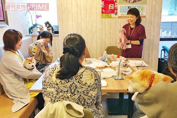 介護予防にも力を入れる。東京・世田谷の「ぐらわんカフェ」や両国の「AHBASE」で行うシニア犬の整体は好評