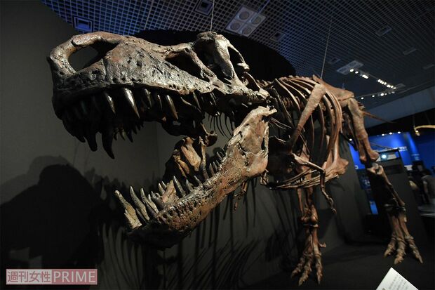 子どもに大人気!ティラノサウルスはいつも大迫力