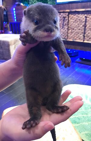 ツイッターで人気のちぃたん☆。インスタグラム(instagram.com/chiitan7407/)も話題だ