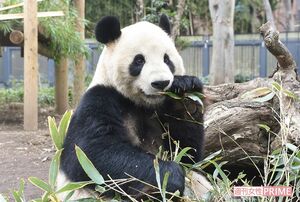 リーリー(12・オス)