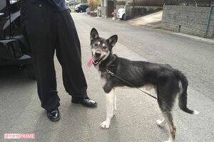 《京都小6男児行方不明事件》安達結希くんが毎日スクールバスに乗る前に可愛がっていた近所の犬・ハチ。「都会の子じゃないから、怖がらないというか、(扱い)に慣れていた」と主人