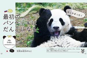 『グローバルな視点を身につけよう パンダといっしょに学ぶ世界のことわざ』より 撮影/高氏貴博