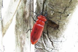 ヒラズゲンセイのオス。見た目はクワガタそっくりだが全く別の生き物（徳島県立博物館提供）