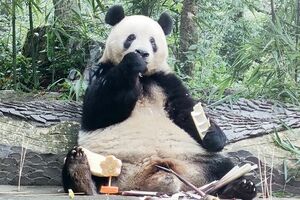 お腹の上が竹まみれのシャンシャン 撮影/MESTY