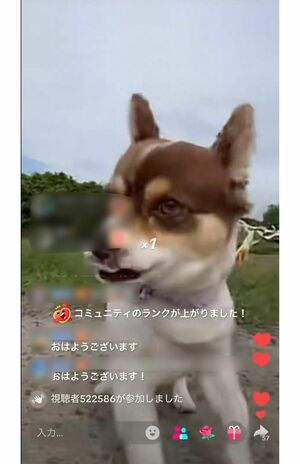 TikTokで連日のライブ配信をする元広島カープの羽月隆太郎の愛犬「ドル君」