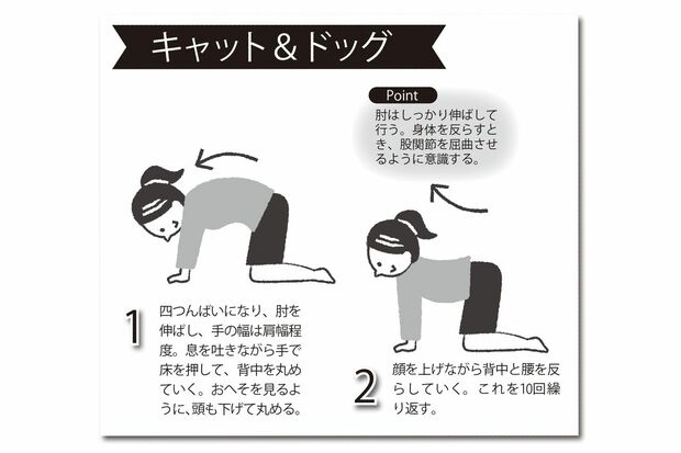 キャット＆ドッグ