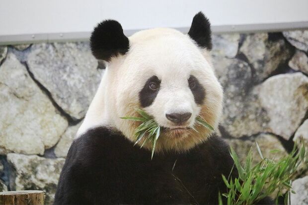 Q.おいしいお顔だ～れだ　C　（撮影／二木繁美）