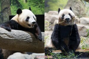 シャオシャオとレイレイ　撮影／齋藤周造