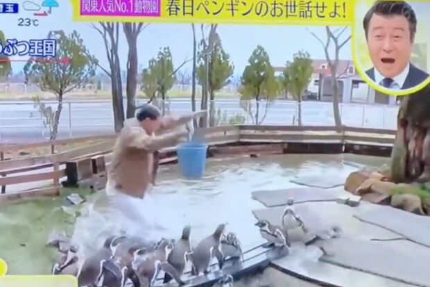 『スッキリ』で動物園内のペンギンがいる池に落ちるボケをする春日俊彰