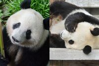 誕生日おめでとうシャンシャン、そしてありがとうタンタン!愛されパンダにみんな夢中