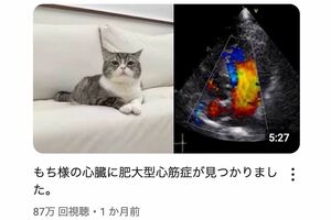 「もちまる」は心臓に肥大型心筋症も見つかっていた(YouTubeチャンネル『もちまる日記』より)