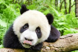 ジャイアントパンダ