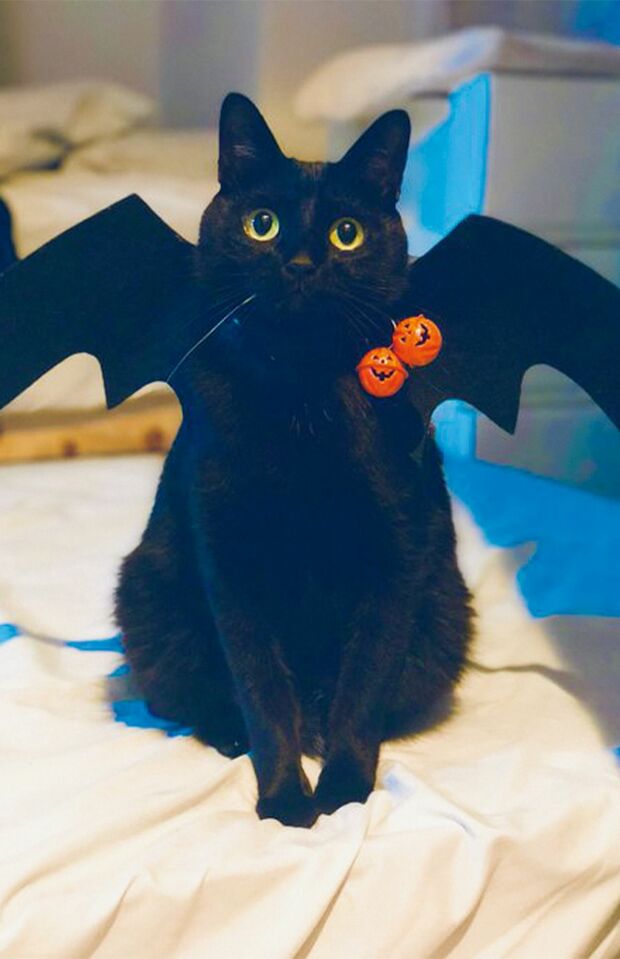 “黒ねこ大活躍ハロウィン”のこねろくさん●かつお節をはじめとするかつお味全般を愛する6歳男子。窓辺が好き、窓の外の鳥観察も好き。家族構成は主さま夫妻＆こねの3人暮らし。