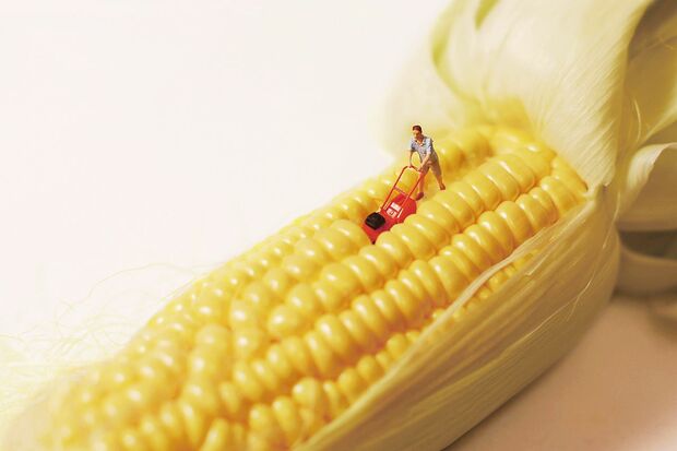 「今世紀最強の春一番」（C）Tanaka Tatsuya（MINIATURE CALENDAR）