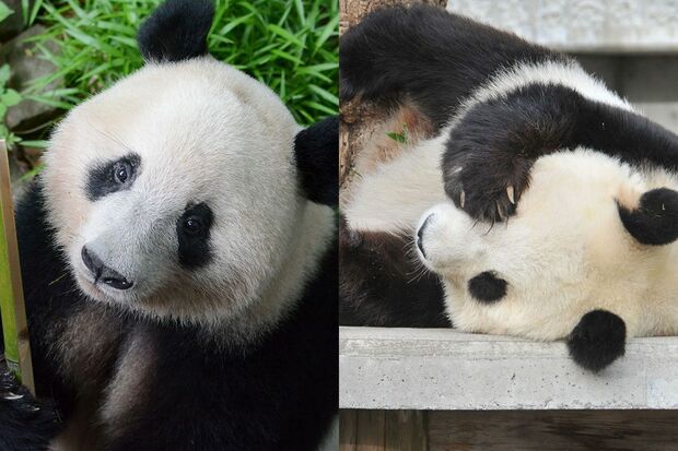 （左）シャンシャン　写真／（公財）東京動物園協会　　（右）タンタン　写真／神戸市立王子動物園
